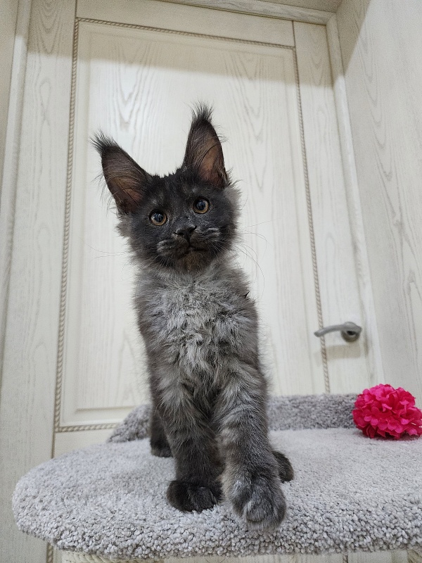 Ursel  Akbars (polydactyl) 66/66 - Kitten maine-coon 3 months 0.5 weeks