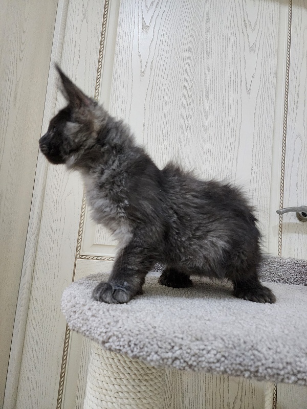 Ursel  Akbars (polydactyl) 66/66 - Kitten maine-coon 3 months 0.5 weeks