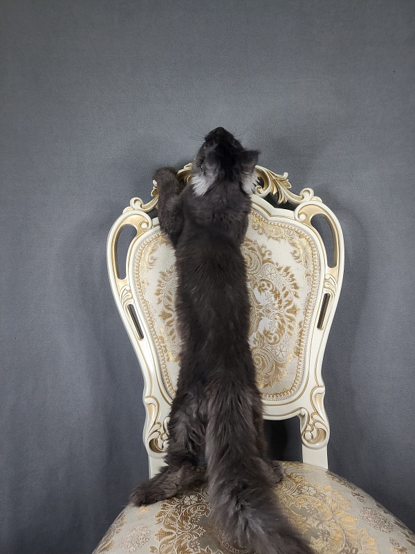 Ursel  Akbars (polydactyl) 66/66 - Kitten maine-coon 4 months 2.5 weeks