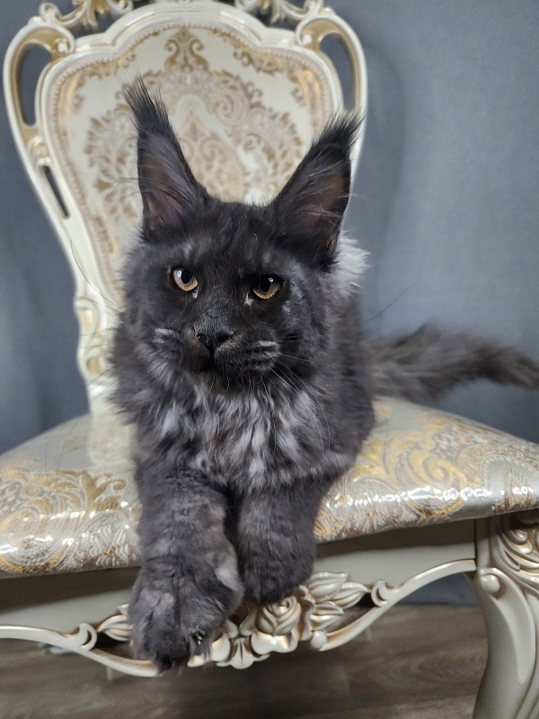 Ursel  Akbars (polydactyl) 66/66 - Kitten maine-coon 4 months 2.5 weeks