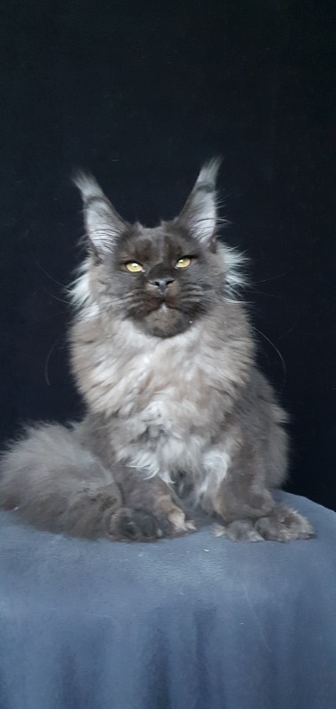 Ursel  Akbars (polydactyl) 66/66 - Kitten maine-coon 6 months 3 weeks