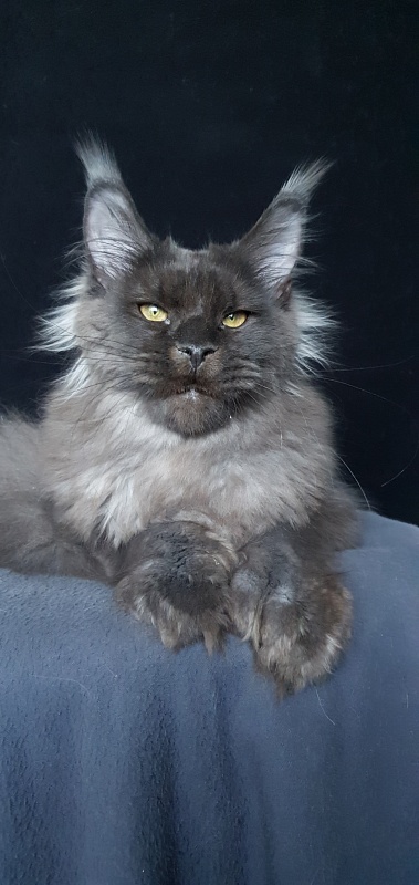 Ursel  Akbars (polydactyl) 66/66 - Kitten maine-coon 6 months 3 weeks