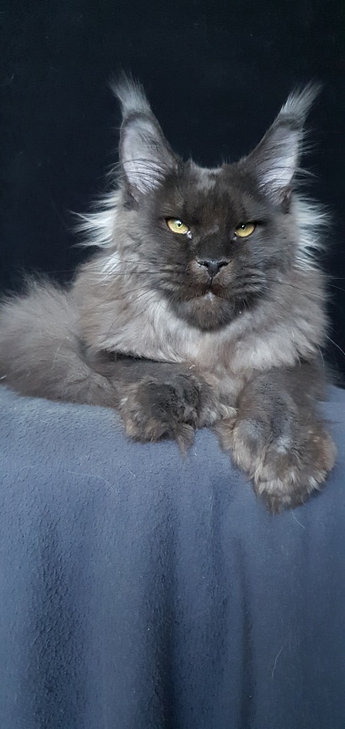 Ursel  Akbars (polydactyl) 66/66 - Kitten maine-coon 6 months 3 weeks