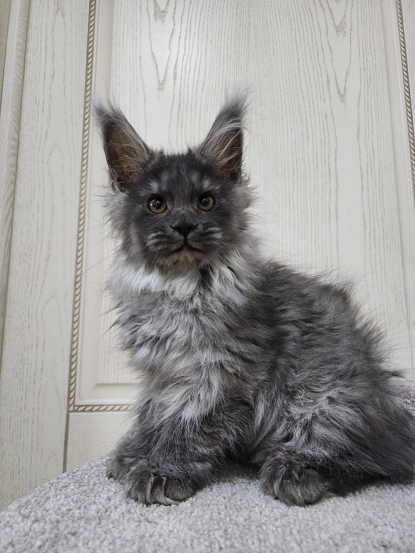 Uxia  Akbars (polydactyl) 66/66 - Kitten maine-coon 3 months