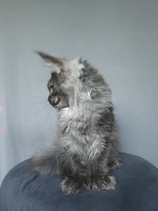 Uxia  Akbars (polydactyl) 66/66 - Kitten maine-coon 4 months 3 weeks