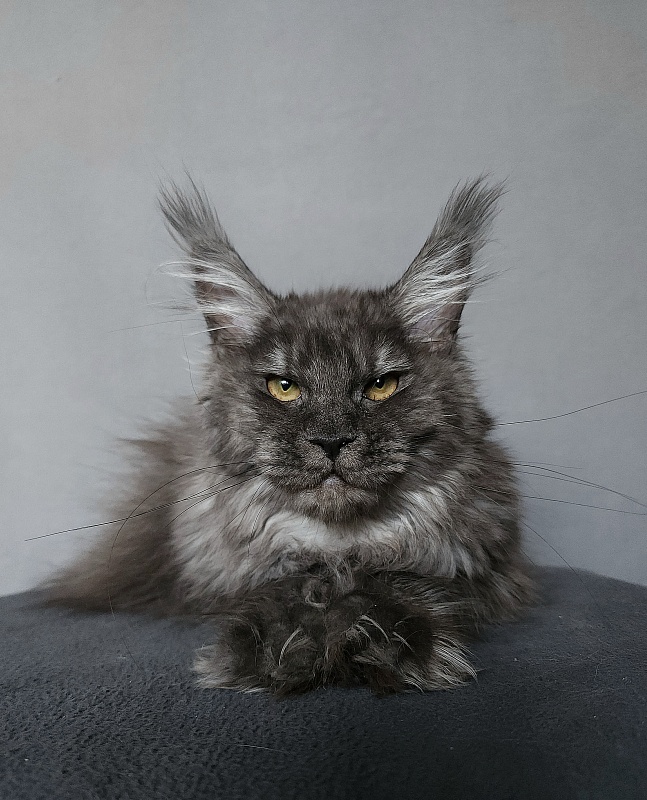 Uxia  Akbars (polydactyl) 66/66 - Kitten maine-coon 6 months 3 weeks