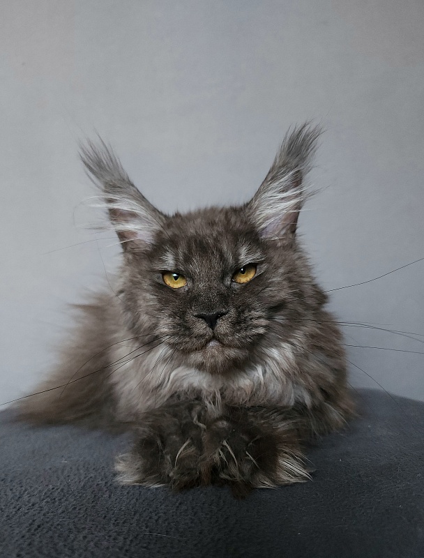 Uxia  Akbars (polydactyl) 66/66 - Kitten maine-coon 6 months 3 weeks