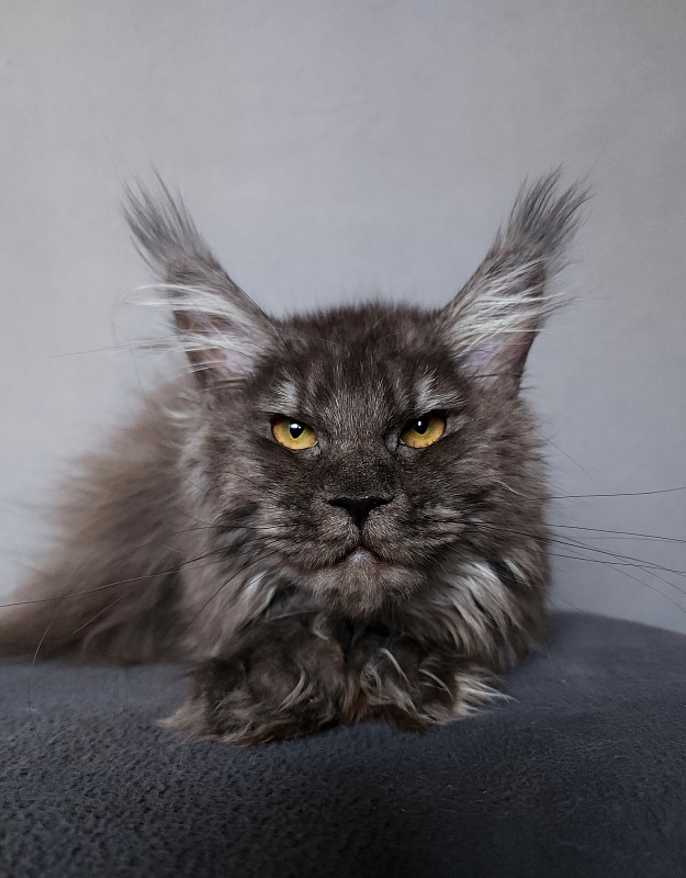 Uxia  Akbars (polydactyl) 66/66 - Kitten maine-coon 6 months 3 weeks