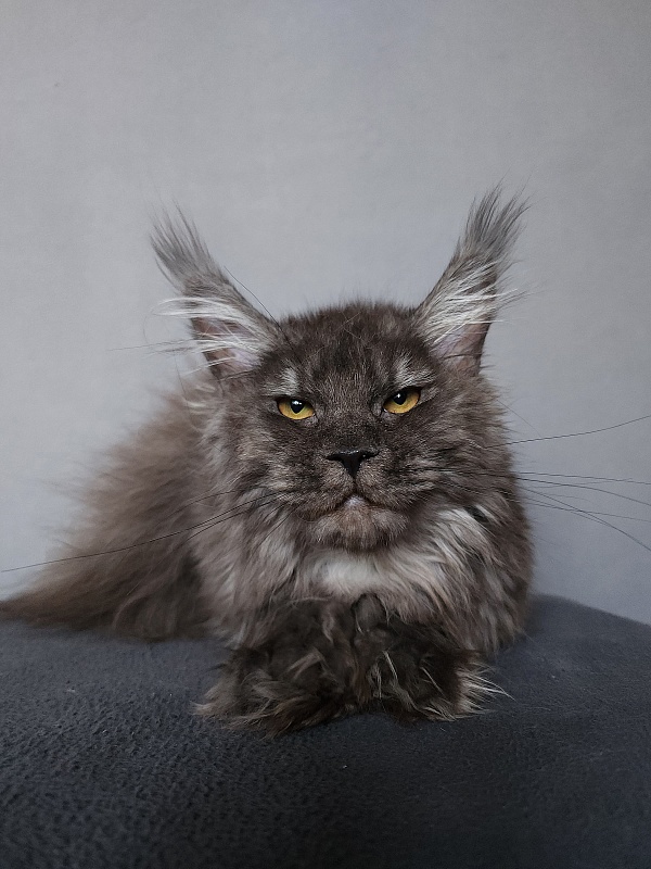 Uxia  Akbars (polydactyl) 66/66 - Kitten maine-coon 6 months 3 weeks