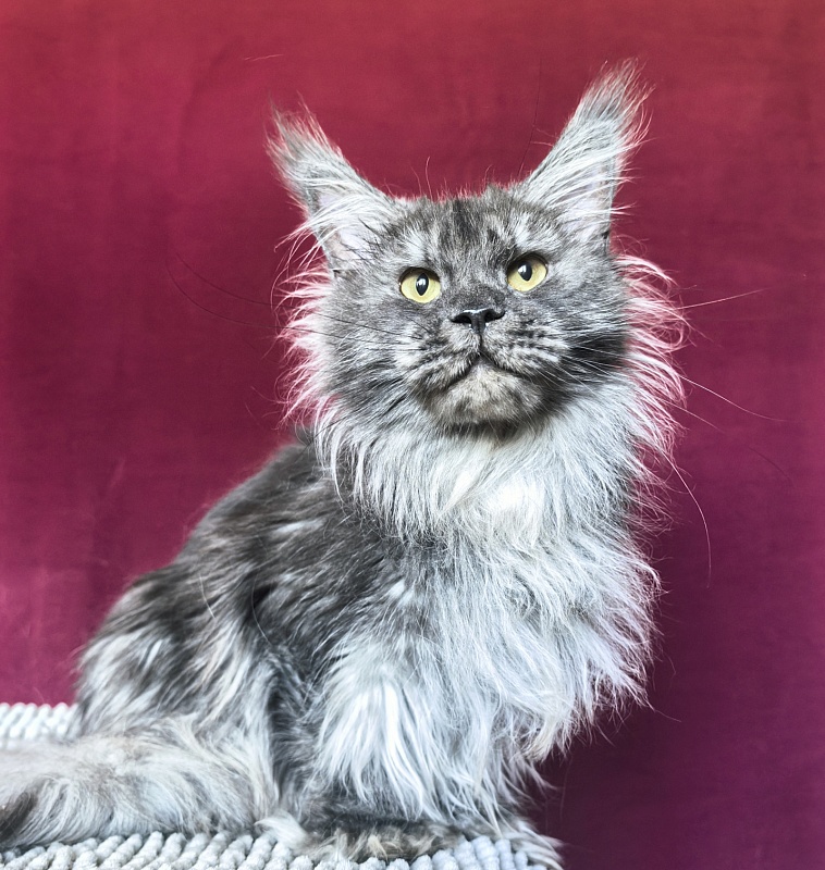 Uxia  Akbars (polydactyl) 66/66 - Adult maine-coon 1 year 7 months 3.5 weeks
