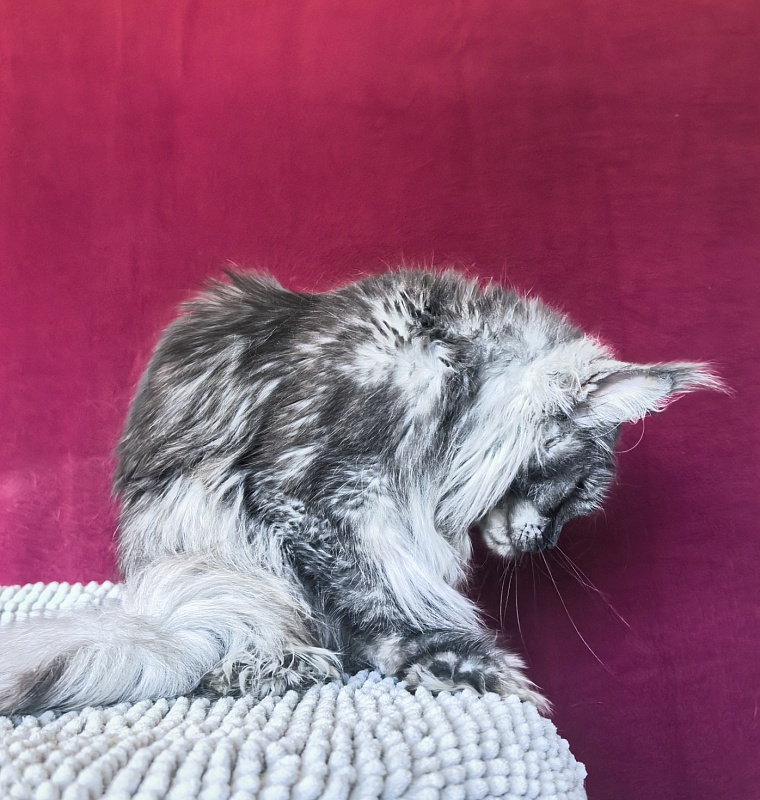 Uxia  Akbars (polydactyl) 66/66 - Adult maine-coon 1 year 7 months 3.5 weeks