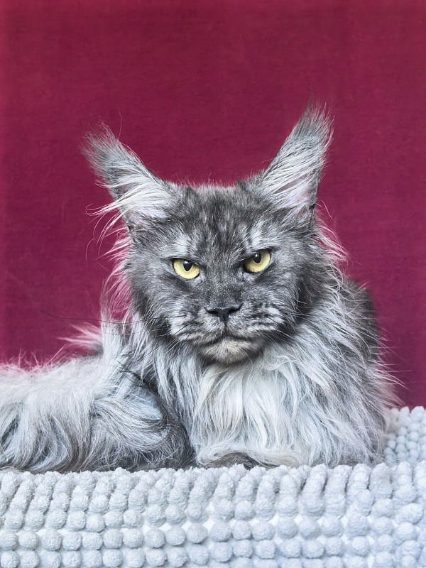 Uxia  Akbars (polydactyl) 66/66 - Adult maine-coon 1 year 7 months 3.5 weeks