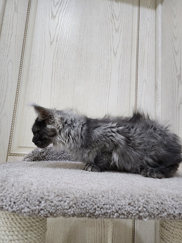 Uxia  Akbars (polydactyl) 66/66 - Kitten maine-coon 3 months