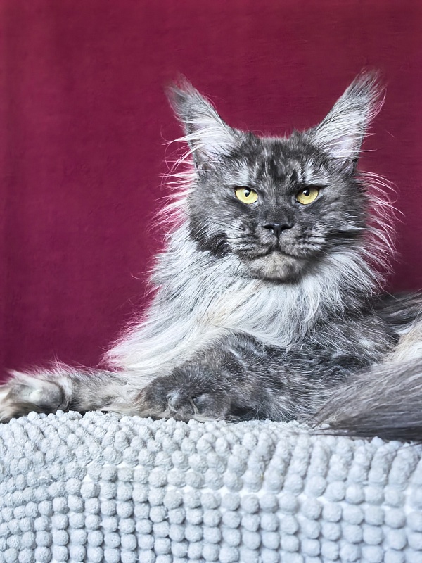 Uxia  Akbars (polydactyl) 66/66 - Adult maine-coon 1 year 7 months 3.5 weeks