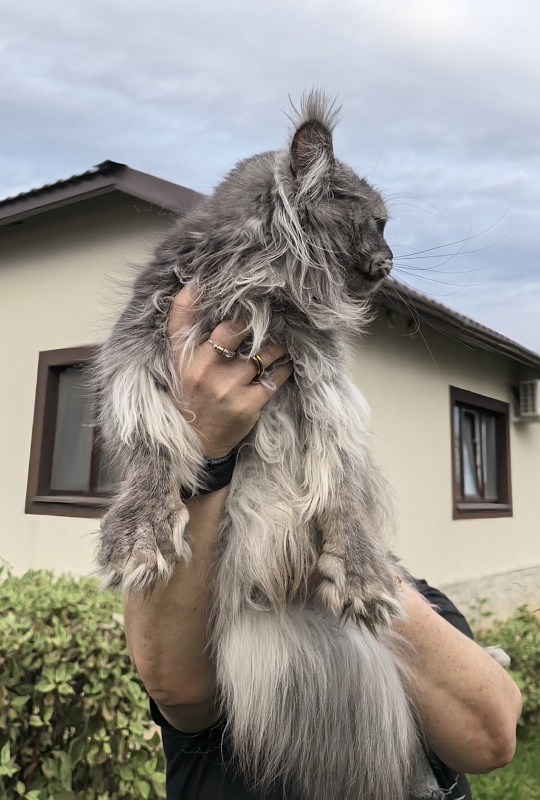 Uxia  Akbars (polydactyl) 66/66 - Adult maine-coon 1 year 9 months 3.5 weeks