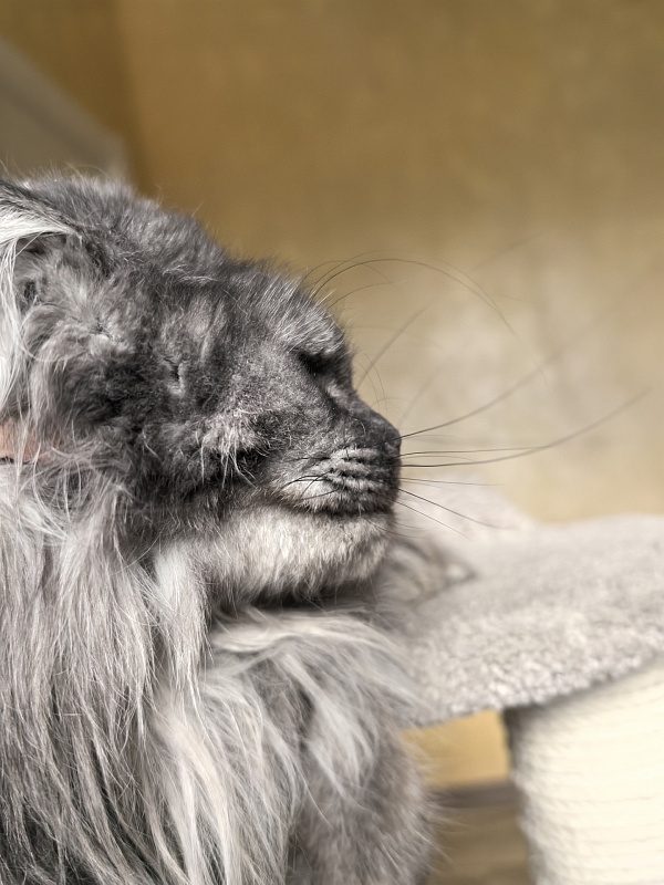 Uxia  Akbars (polydactyl) 66/66 - Adult maine-coon 1 year 9 months 3.5 weeks