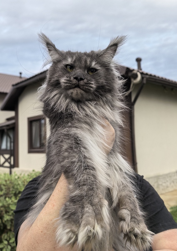 Uxia  Akbars (polydactyl) 66/66 - Adult maine-coon 1 year 9 months 3.5 weeks