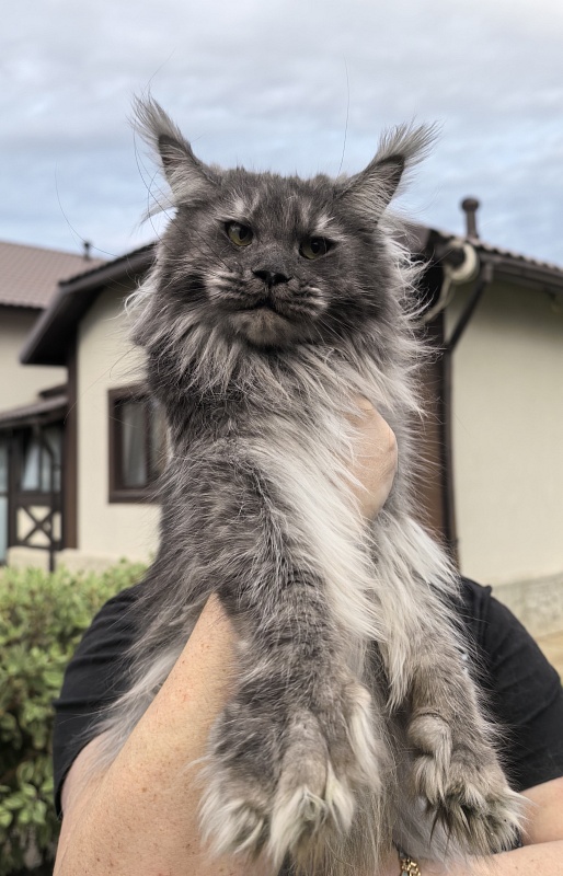 Uxia  Akbars (polydactyl) 66/66 - Adult maine-coon 1 year 9 months 3.5 weeks
