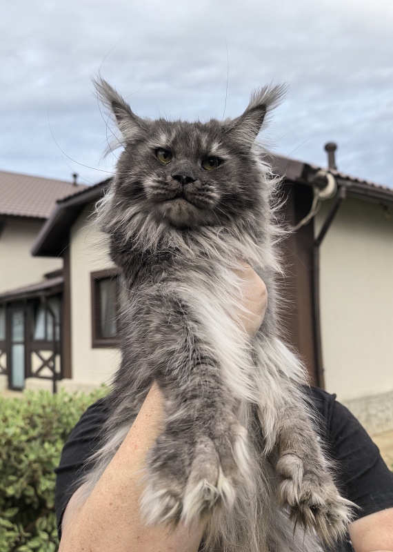 Uxia  Akbars (polydactyl) 66/66 - Adult maine-coon 1 year 9 months 3.5 weeks