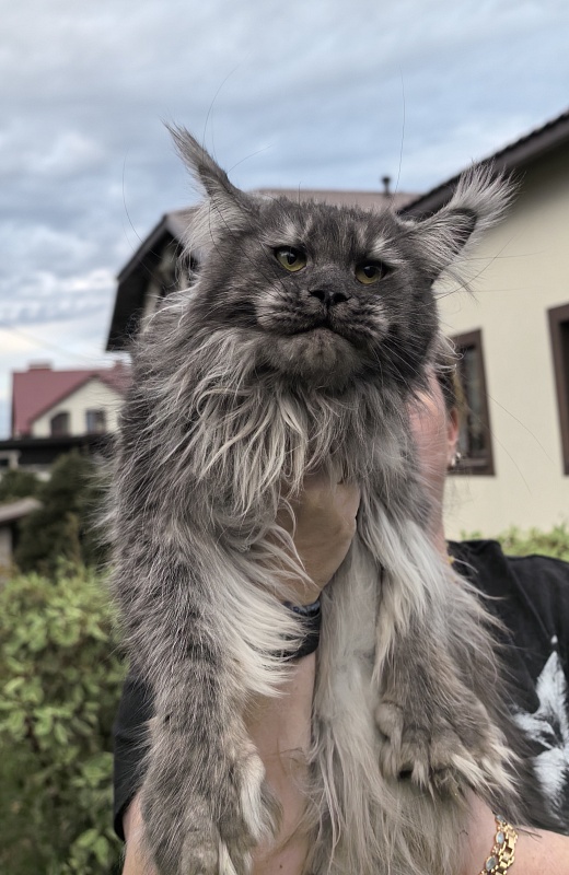 Uxia  Akbars (polydactyl) 66/66 - Adult maine-coon 1 year 9 months 3.5 weeks