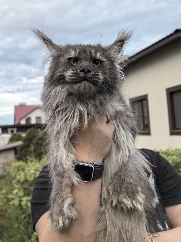 Uxia  Akbars (polydactyl) 66/66 - Adult maine-coon 1 year 9 months 3.5 weeks