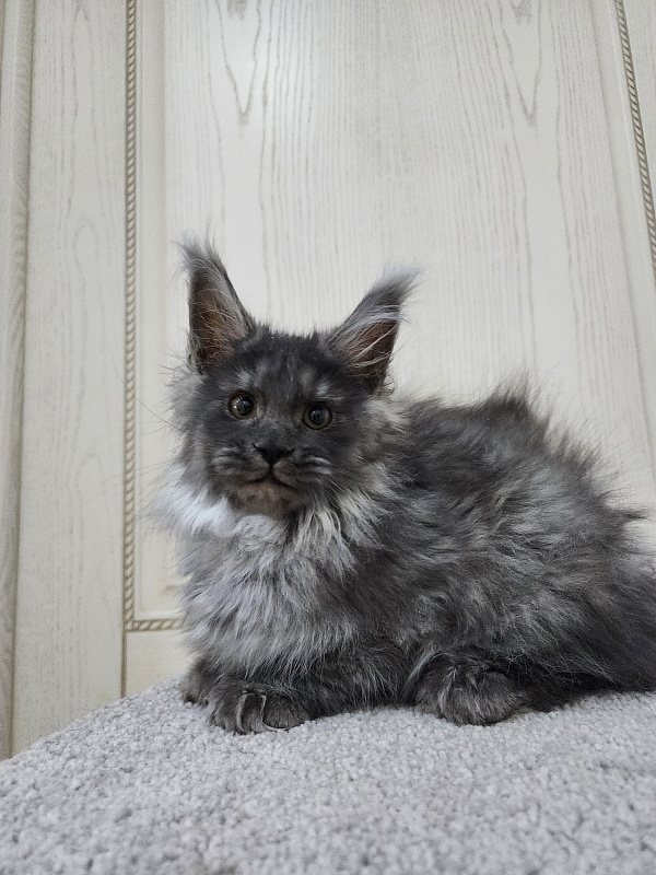 Uxia  Akbars (polydactyl) 66/66 - Kitten maine-coon 3 months
