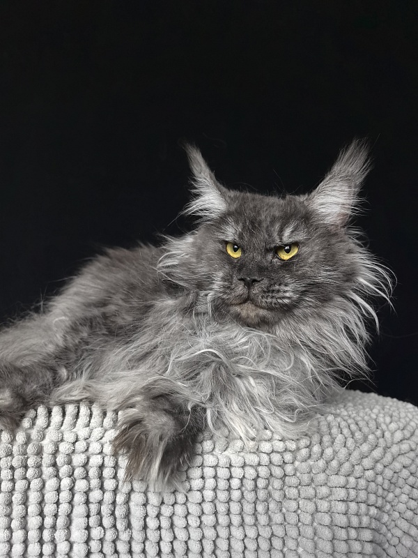 Uxia  Akbars (polydactyl) 66/66 - Adult maine-coon 2 years 5 months 3.5 weeks