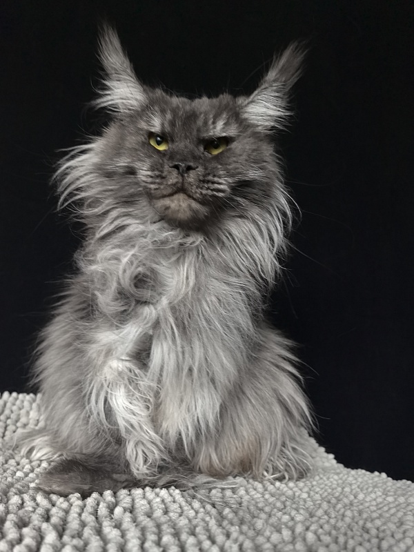 Uxia  Akbars (polydactyl) 66/66 - Adult maine-coon 2 years 5 months 3.5 weeks