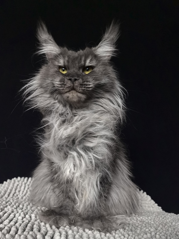 Uxia  Akbars (polydactyl) 66/66 - Adult maine-coon 2 years 5 months 3.5 weeks