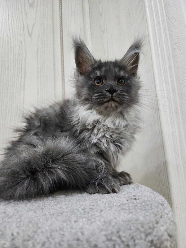 Uxia  Akbars (polydactyl) 66/66 - Kitten maine-coon 3 months