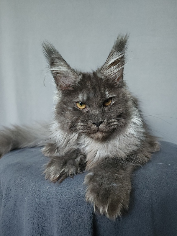 Uxia  Akbars (polydactyl) 66/66 - Kitten maine-coon 4 months 3 weeks