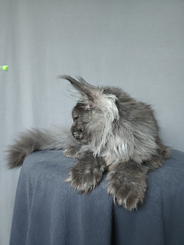 Uxia  Akbars (polydactyl) 66/66 - Kitten maine-coon 4 months 3 weeks