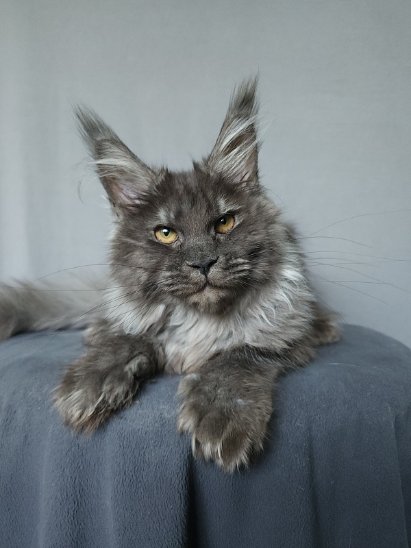 Uxia  Akbars (polydactyl) 66/66 - Kitten maine-coon 4 months 3 weeks