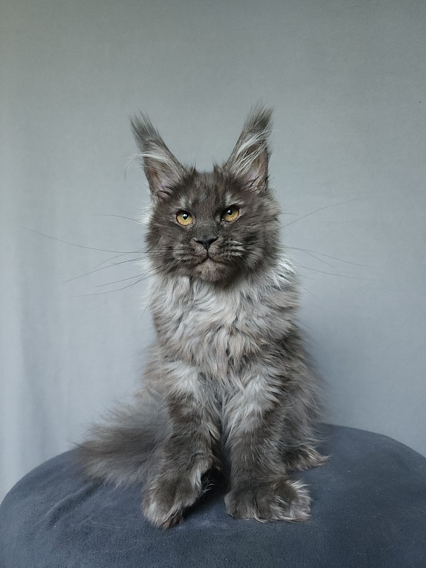 Uxia  Akbars (polydactyl) 66/66 - Kitten maine-coon 4 months 3 weeks