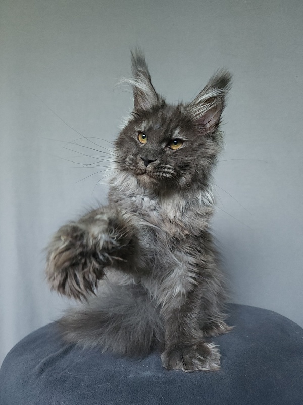 Uxia  Akbars (polydactyl) 66/66 - Kitten maine-coon 4 months 3 weeks