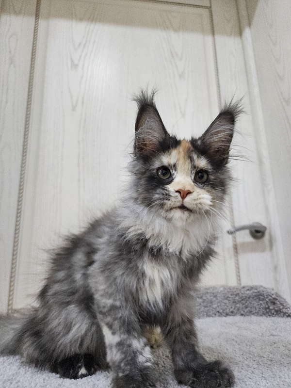 Vasilisa Cat  Akbars - Kitten maine-coon 3 months 3 weeks