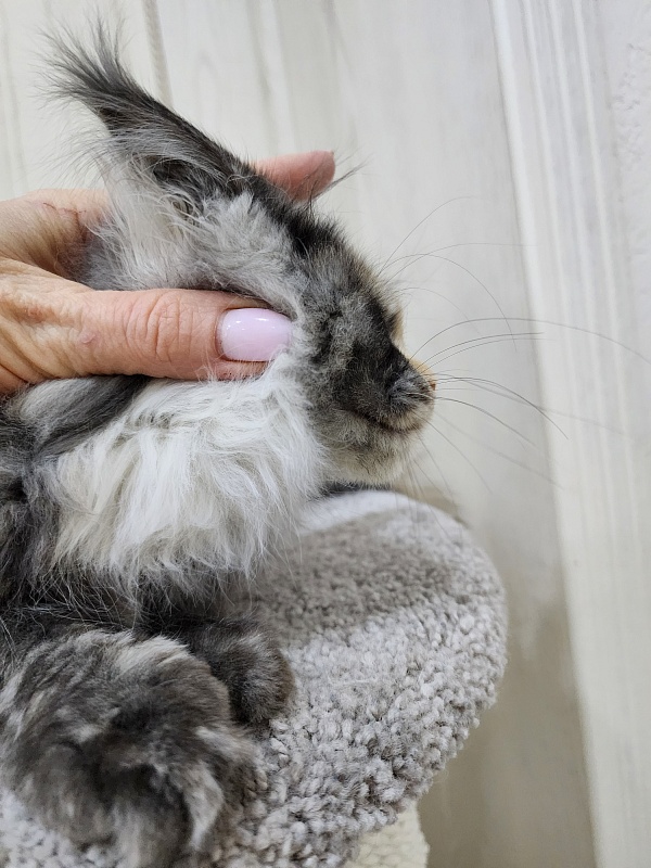 Vasilisa Cat  Akbars - Kitten maine-coon 3 months 3 weeks