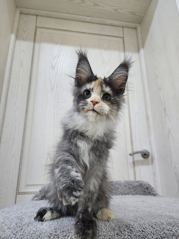 Vasilisa Cat  Akbars - Kitten maine-coon 3 months 3 weeks