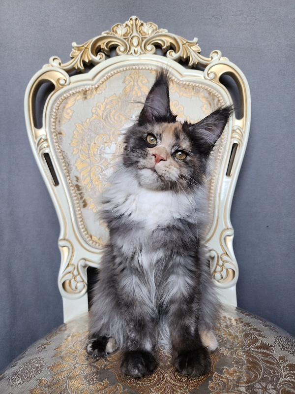 Vasilisa Cat  Akbars - Kitten maine-coon 4 months 1 week