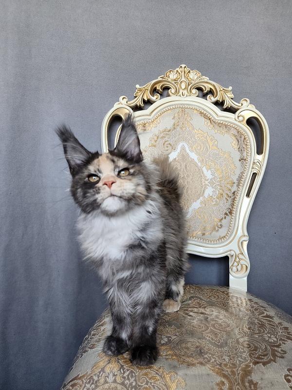 Vasilisa Cat  Akbars - Kitten maine-coon 4 months 1 week