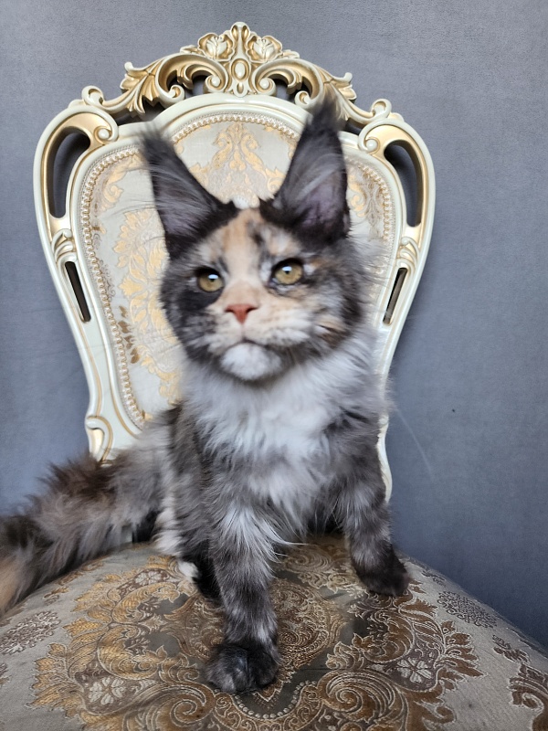 Vasilisa Cat  Akbars - Kitten maine-coon 4 months 1 week