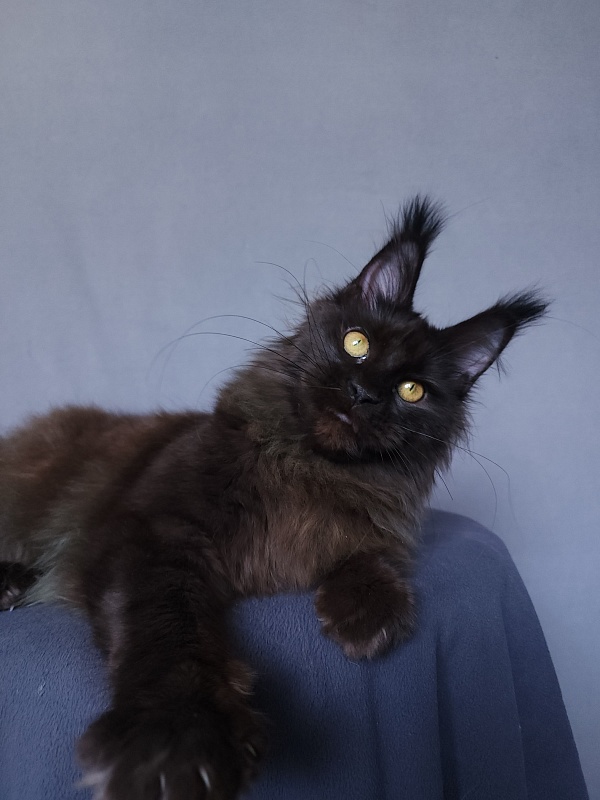 Vlada  Akbars - Kitten maine-coon 4 months 3 weeks