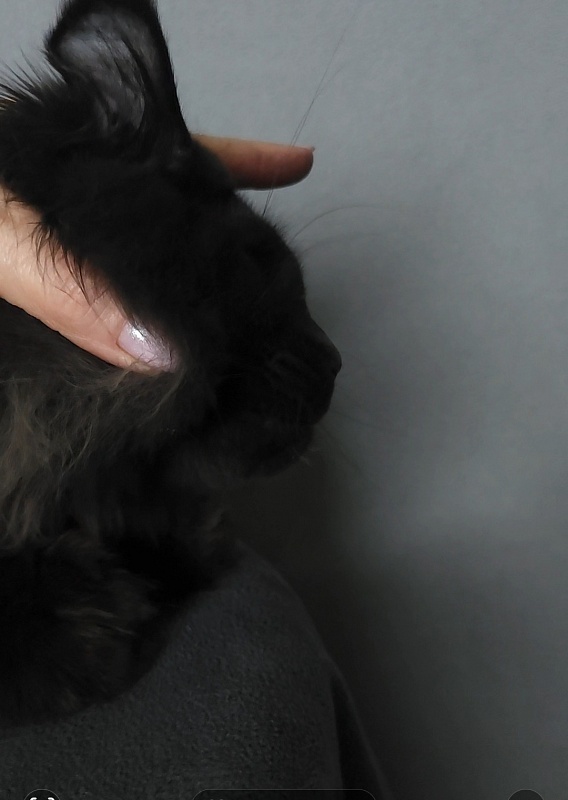 Vlada  Akbars - Kitten maine-coon 4 months 3 weeks