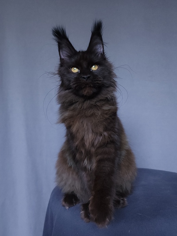 Vlada  Akbars - Kitten maine-coon 4 months 3 weeks