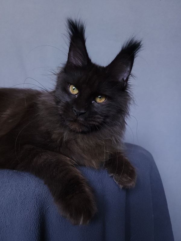 Vlada  Akbars - Kitten maine-coon 4 months 3 weeks