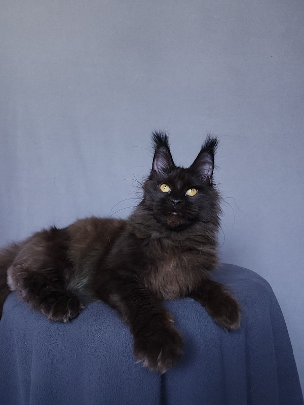 Vlada  Akbars - Kitten maine-coon 4 months 3 weeks