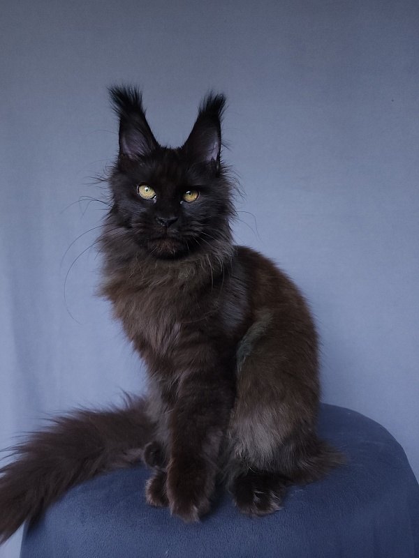 Vlada  Akbars - Kitten maine-coon 4 months 3 weeks