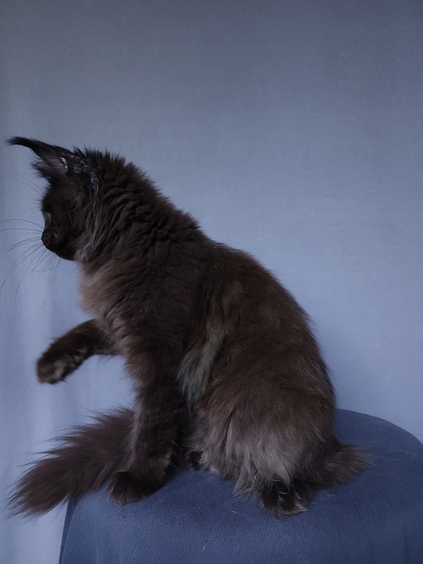 Vlada  Akbars - Kitten maine-coon 4 months 3 weeks