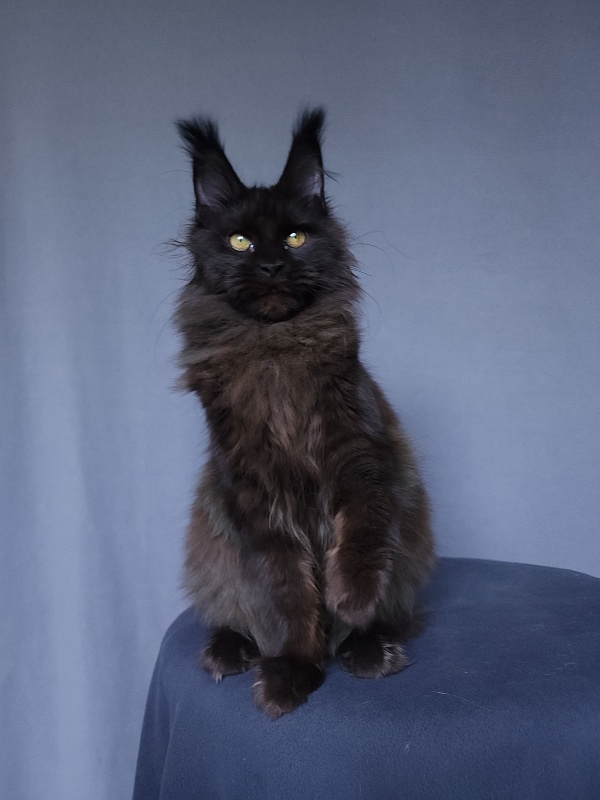 Vlada  Akbars - Kitten maine-coon 4 months 3 weeks