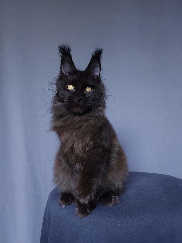 Vlada  Akbars - Kitten maine-coon 4 months 3 weeks